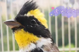 陕南虎头凤昂首立凤疯狂连唱，叫声干净嘹亮叫口婉转流畅，真棒视频封面