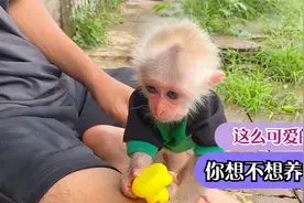 小哥喂养小猴当宠物，太萌太可爱了！你想不想喂养一只？视频封面