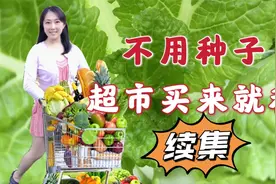 【家庭种菜】不用种子种菜（续集），8种超市买来就能种的再生菜视频封面