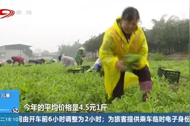 四川人最爱的蔬菜之一，豌豆尖丰收了！视频封面