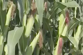 糯玉米播种步骤多，专业播种机帮大忙，播种施肥撒药覆膜一步到位视频封面