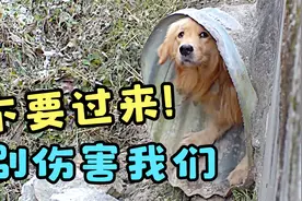 金毛夫妻为躲避伤害藏下水道，靠好心人喂养生活，不料公狗中招了视频封面