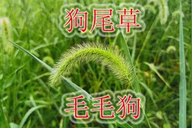 农村人都认识的“狗尾草”，生活中有3大用途，也是危害性植物视频封面