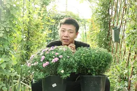 秋季适合养的开花植物，一次能开“上千朵”，能够持续开花到冬季