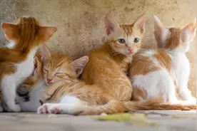 母猫发情的声音 The sound of a female cat in estrus视频封面