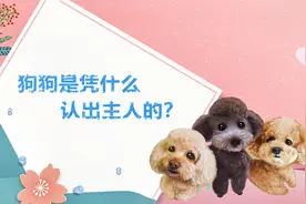 狗狗是凭什么认出你的呢？#冷知识#萌宠#街采视频封面