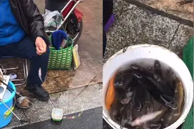 柳州路边排水洞成钓鱼打卡地，渔友齐聚路边垂钓：有人钓到一桶视频封面