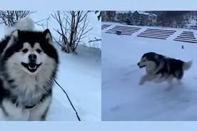 血脉觉醒！阿拉斯加在雪地狂奔开车都追不上，这才是它该有的样子视频封面