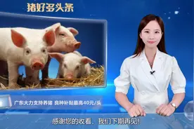 鼓励养猪再出狠招,每头母猪良种补贴40元，单个猪企获448万元贴息视频封面