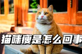 猫咪瘦是怎么回事？4个原因，铲屎官要知道视频封面