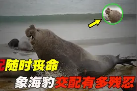 体型大才能够交配，随时面临丧命，象海豹交配有多残忍视频封面
