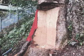 2600岁“古楠木王”被盗割奄奄一息 其掉落树叶常被当地人供养视频封面