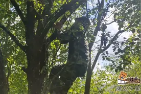 这种植物寄生在别的树上，是一种很好的药材价格却很便宜视频封面