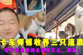卡车师傅收养三只流浪猫，带它们走南闯北陪伴左右，网友：羡慕！视频封面