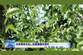 龙居镇南花村：梨香满园 千亩红香酥梨丰收忙视频封面