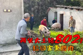 贵州农村：老人连卖两头大土猪，幸苦一年收获802斤猪，满足了视频封面