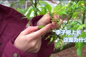 李子树上长“刀片”是为什么？视频封面