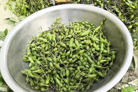 河南农村常见槐树是个宝，花能吃果是药，槐豆降脂降血压还治痔疮视频封面