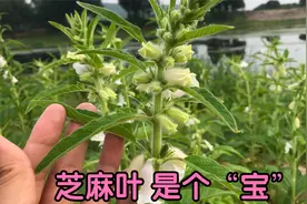 夏天多吃芝麻叶，对人的好处真不少？懂的人当宝一样摘回家视频封面