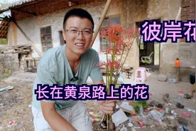 长在黄泉路上的花，彼岸花虽然好看但有剧毒，小伙挖回家种家门口视频封面