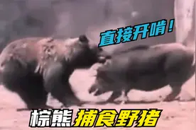 实拍400斤棕熊捕食成年野猪，按在身下就开始啃肉，场面惨不忍睹视频封面
