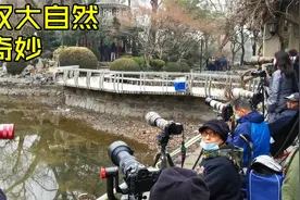 上海的公园湖泊旁，一群摄影师蹲守几天几夜，他们在拍什么视频封面
