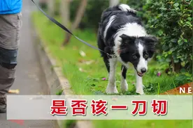 云南昭通出台“最严禁犬令”，上街遛狗要等到后半夜，狗要戴口罩视频封面