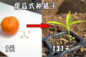 冬天都吃橘子，怎么用橘子籽，种一盆树？教你傻瓜式繁殖视频封面