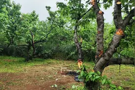 西安观光直升机坠落目击者：螺旋桨停转、机身侧倾到坠落仅六七秒视频封面
