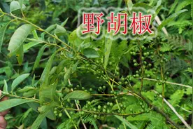 天然驱蚊植物“野胡椒”，学名叫做“山鸡椒”，果实榨油香料食用视频封面