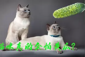 猫咪看到黄瓜会跳起来？为什么猫会怕黄瓜？看完心疼喵星人视频封面