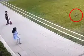 未拴绳小狗追小女孩狗主人淡定围观 爆料者：小女孩被追摔倒视频封面