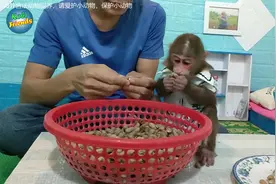你见过一只猴子被男人照顾成这样的吗，猴子吃花生米，还要煮熟吃视频封面