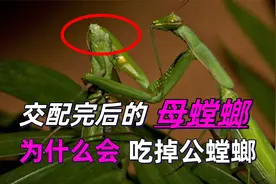 交配完后，母螳螂要吃掉“丈夫”时，为何公螳螂不反抗也不逃走？视频封面