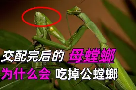 交配完后，母螳螂要吃掉“丈夫”时，为何公螳螂不反抗也不逃走？视频封面