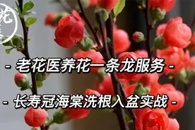 花友寄来太晚了？老花医养花一条龙服务！长寿冠海棠洗根入盆实战视频封面