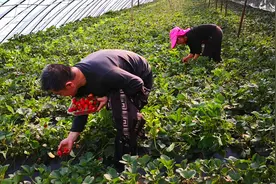 5月，此水果正当季，营养丰富又新鲜，吃着真过瘾！错过了等明年视频封面