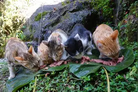 猫咪第一次见小奶狗 竟然是这样的反应视频封面