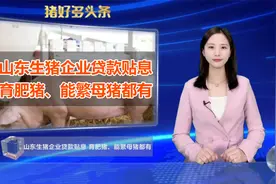 山东养猪新政策！育肥猪、能繁母猪各800、1200元/头，你有吗？视频封面