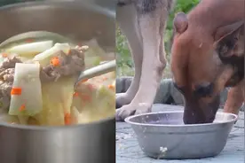 军犬日常吃的有多好？牛肉鸡蛋主食一样不少 有网友都看馋了视频封面