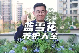 园艺师教你蓝雪花怎么养，这可能是关于蓝雪花，最全面的教程了视频封面