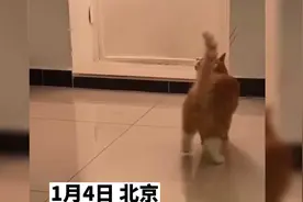 猫咪一大早上吱哇乱叫，想叫醒主人要吃饭视频封面