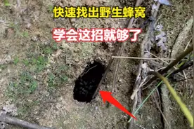 新手如何快速找野蜜蜂？学会小伙这样看蜂路，一天收获几窝很简单视频封面