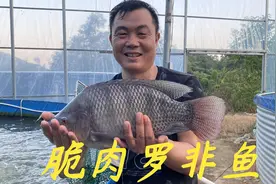 看看老林是怎么养脆肉罗非的，每条都有50公分长，5斤重一条视频封面