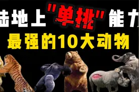 地表最强悍的10种动物排名，单挑情况下，老虎真的就是最强的？视频封面