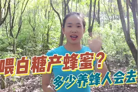 真正的养蜂人会喂白糖给蜜蜂吃，但并不是为了造假，这是天大误解视频封面
