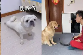 盘点全网已经成精的10只狗子，个个聪明绝顶，网友：就差开口说话视频封面