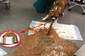 狗狗真的不能吃盐吗？是时候告诉你真相了视频封面