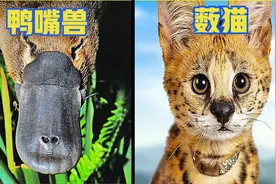 6种不适合家养的宠物，可爱但有毒的鸭嘴兽，充满野性的薮猫视频封面