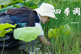 四季调料（五）——紫苏，双色树叶里藏着的清新美味视频封面